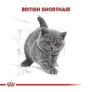 Royal Canin British Shorthair Yavru Kedi Maması 2 kg - 2