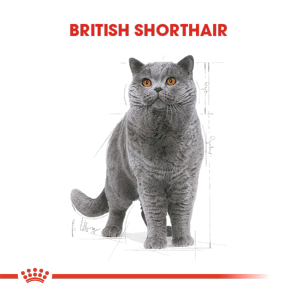 Royal Canin British Shorthair Yetişkin Kedi Maması 2 kg