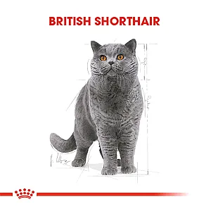 Royal Canin British Shorthair Yetişkin Kedi Maması 2 kg - 1