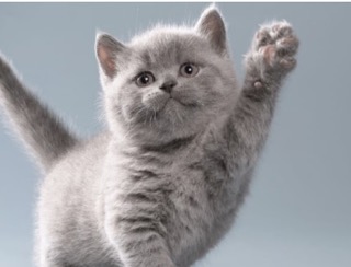 Kedi