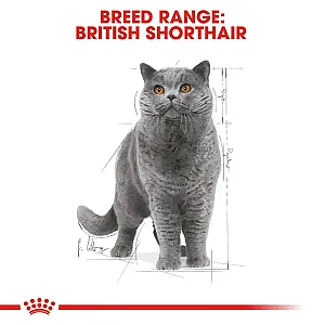 Royal Canin British Shorthair Yetişkin Kedi Yaş Maması 85 gr - 2