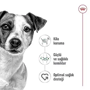 Royal Canin Mini Adult Küçük Irk Yetişkin Köpek Kuru Maması - 3