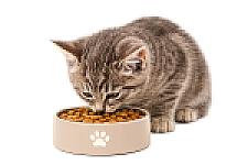 Kedi Maması