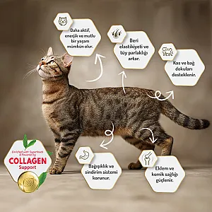 Felicia Hipoalerjenik Kolajen Destekli Somonlu Kısırlaştırılmış Kedi Maması 5 kg - 6