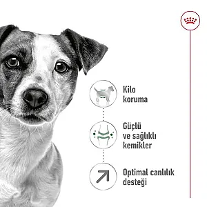Royal Canin Mini Adult 8+ küçük ırk yaşlı köpek maması 2 kg paketi - 4