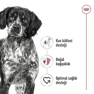 Royal Canin Medium Adult Loaf orta ırk yetişkin yaş köpek maması 410 g kutusu - 2