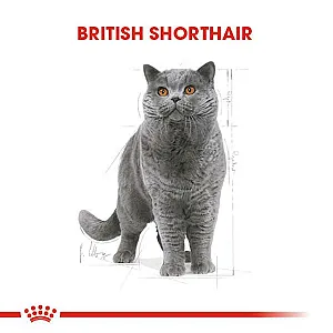 Royal Canin British Shorthair Adult yetişkin kuru kedi maması paketi - 3