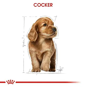 Royal Canin Cocker Puppy yavru köpek maması 3 kg paketi - 2
