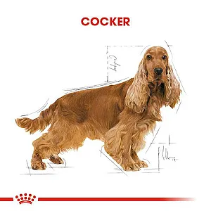Royal Canin Cocker Adult yetişkin köpek maması 3 kg paketi - 2