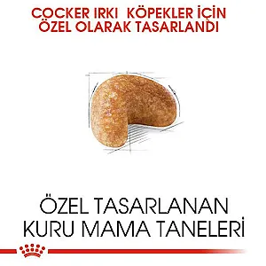 Royal Canin Cocker Adult yetişkin köpek maması 3 kg paketi - 3