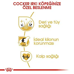 Royal Canin Cocker Adult yetişkin köpek maması 3 kg paketi - 4