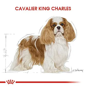 Royal Canin Cavalier King Charles Adult yetişkin köpek maması paketi - 2