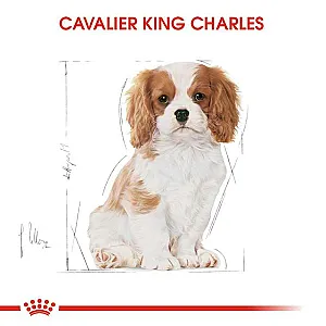 Royal Canin Cavalier King Charles Puppy yavru köpek maması 1,5 kg paketi - 2