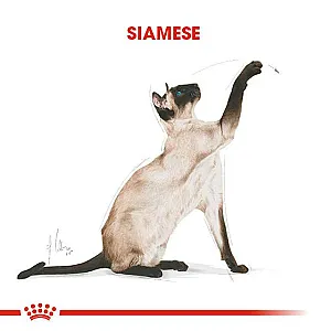 Royal Canin Siamese Adult Siyam kedisi yetişkin kuru kedi maması 2 kg paketi - 2