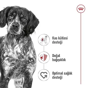 Royal Canin Medium Adult orta ırk yetişkin köpek maması 15 kg paketi - 6