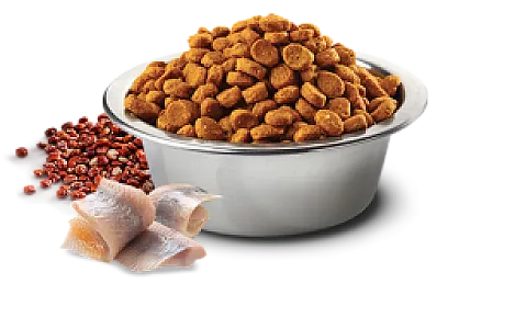 N&D Quinoa Skin & Coat Ringa Balıklı Hindistan Cevizli Tahılsız Yetişkin Kedi Maması - 2
