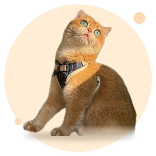 Kedi Tasması