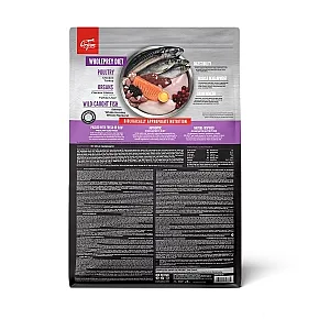 Orijen Kitten Tavuk, Hindi ve Balıklı Tahılsız Yavru Kedi Maması 1.8 kg - 2