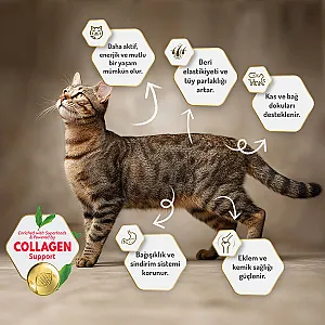 Felicia Hipoalerjenik Somonlu Düşük Tahıllı Yetişkin Kedi Maması 12 kg - 6