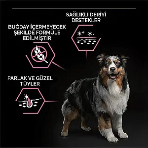 Pro Plan Medium Adult Sensitive Skin Somonlu Orta Irk Yetişkin Köpek Maması 10 kg - 3