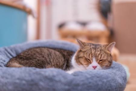 Yaşlı Kedilerde Özel Bakım Gereksinimleri