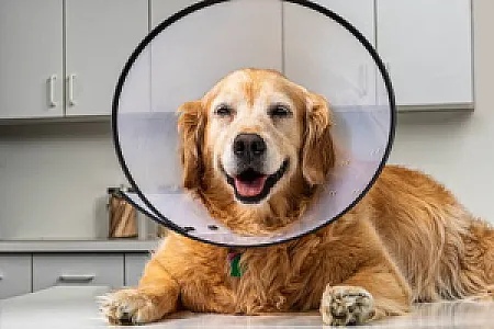 Royalist Kedi ve Köpek Elizabeth Yakalığı (Medikal Koruyucu Boyunluk) - 1